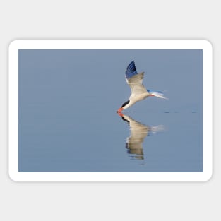 Common Tern Drinking Sticker